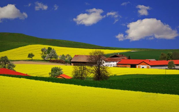 Unique landscape field hd wallpaper.