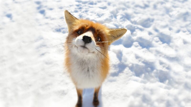 Fox Backgrounds - PixelsTalk