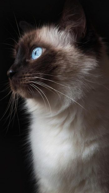 Wfull hd 1080 x 1920 smartphone beautiful cat.