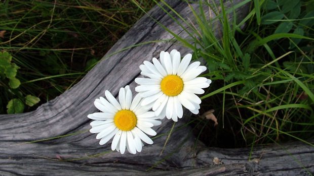 White daisies hd wallpapers hd.
