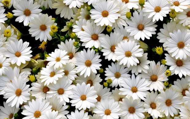 *** White Daisies *** Wide Desktop Background