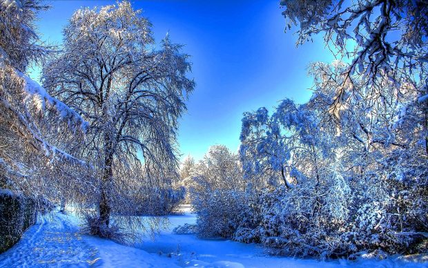 Winter snow branches wallpaper 2560x1600.