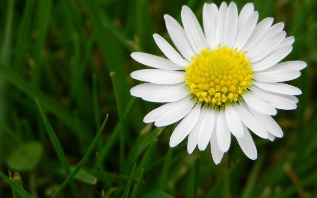 Wonderful Daisy Wallpapers.