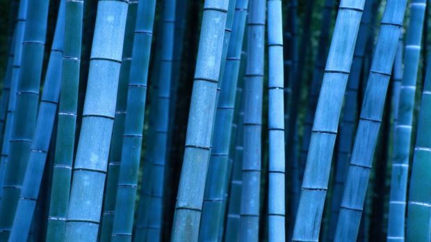 Wood Bamboo Wallpaper HD.