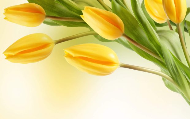 Yellow Tulip Flower wallpaper hd.