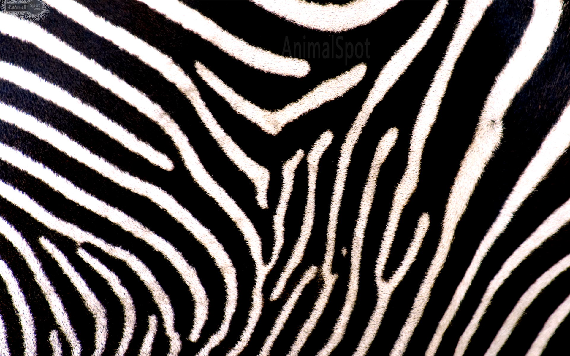Zebra Print Photos Download.