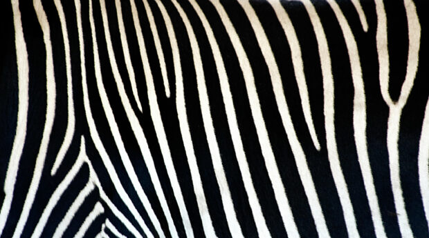 Zebra Print Wallpaper HD - PixelsTalk