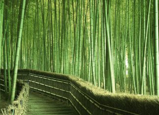 bamboo high quality wide desktop wallpaper.