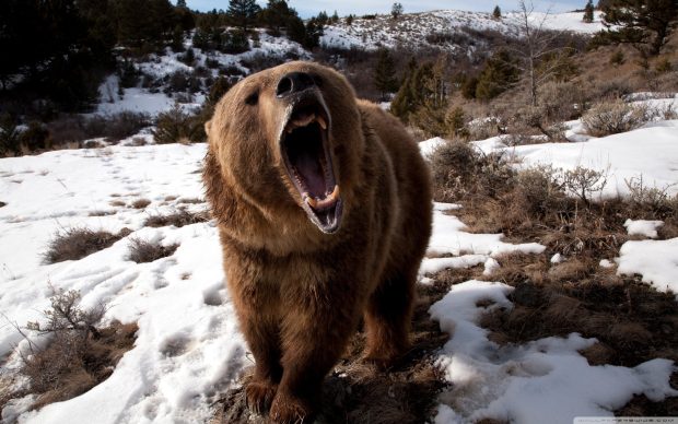 brown bear roaring wallpaper 2560x1600.