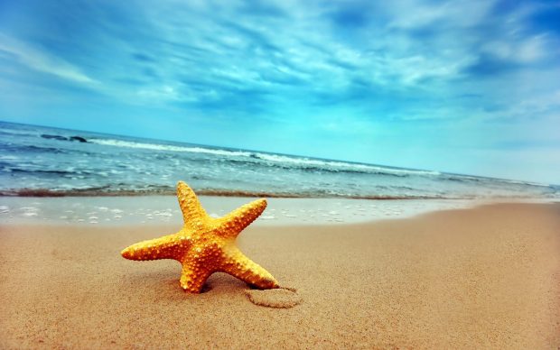 2560x1600 starfish on beach desktop background.