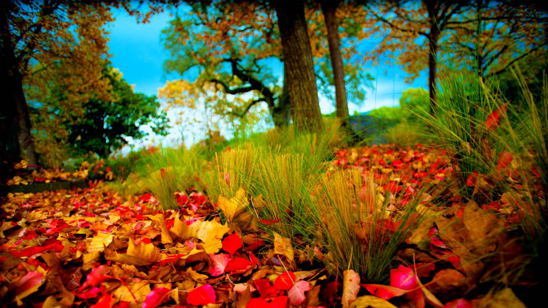 colorful nature desktop backgrounds