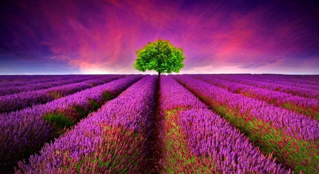 3d purple flower field photos.