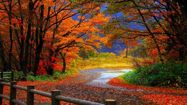 Amazing Nature Colorful Scene HD Background.