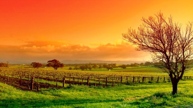 Amazing Vineyard Pictures High Definition.