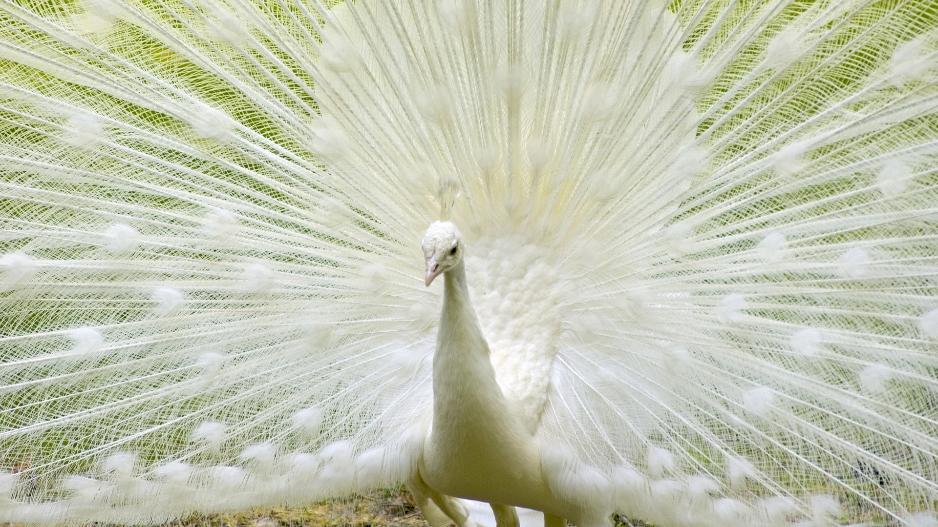 природа птица белая животное без смс