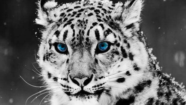 Animals snow leopard Full HD 1920x1080 Wallpapers.