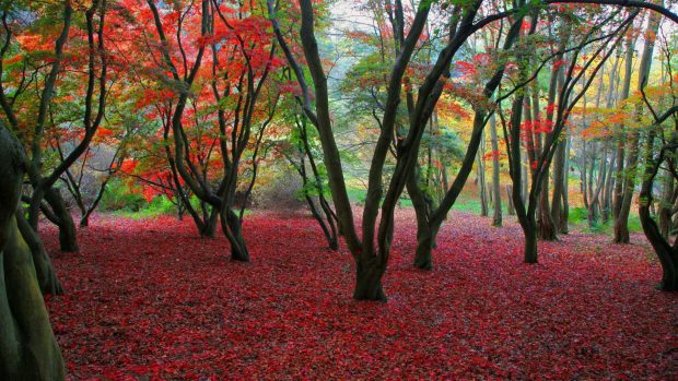 Autumn 1080p HD Images Nature.