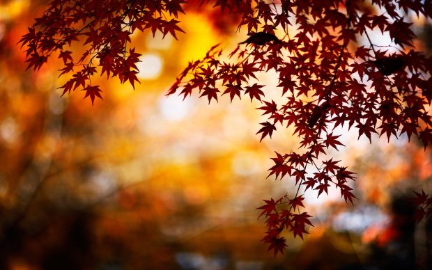 Autumn Leaves Photos 2880x1800.