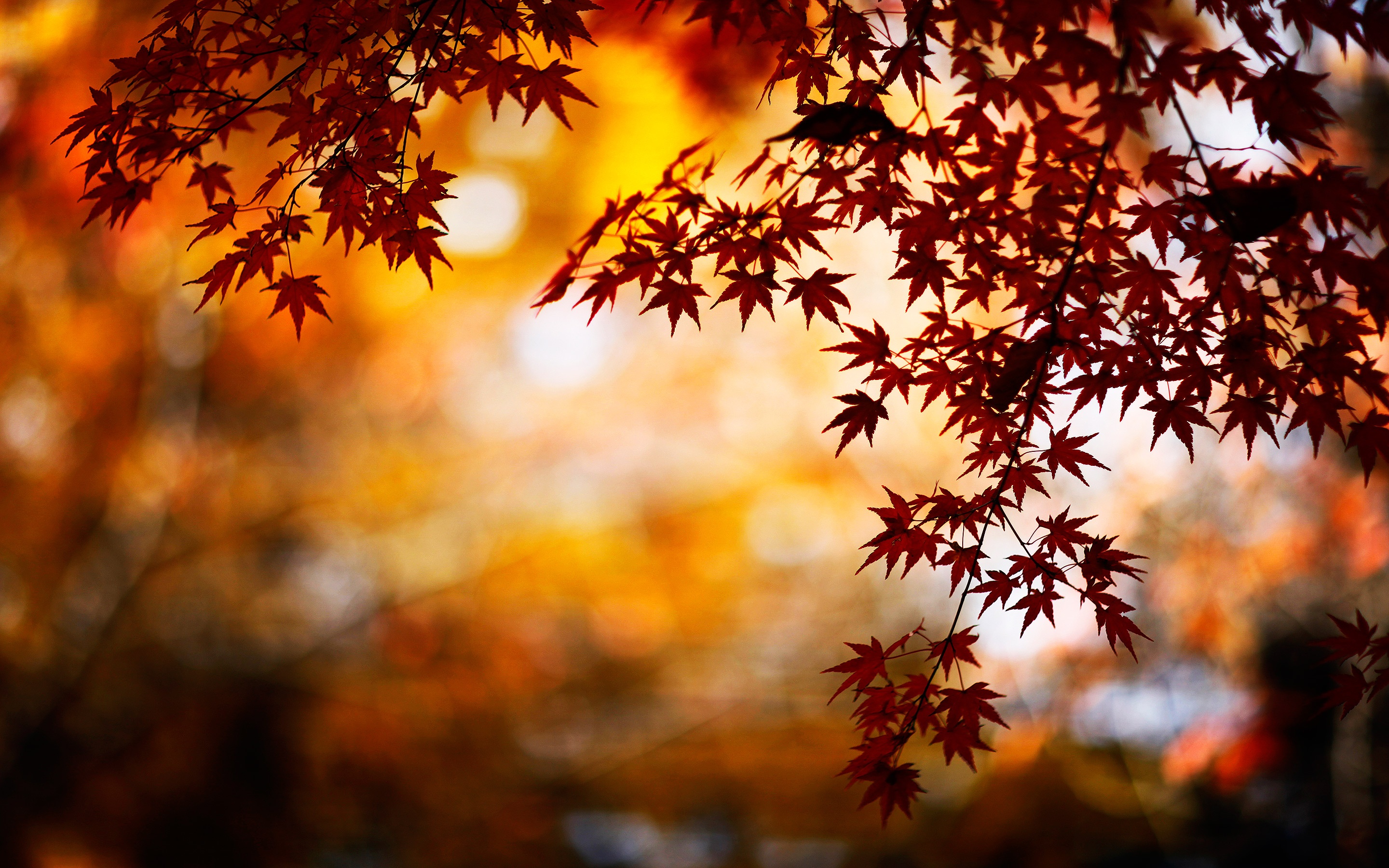 осень листья autumn leaves загрузить