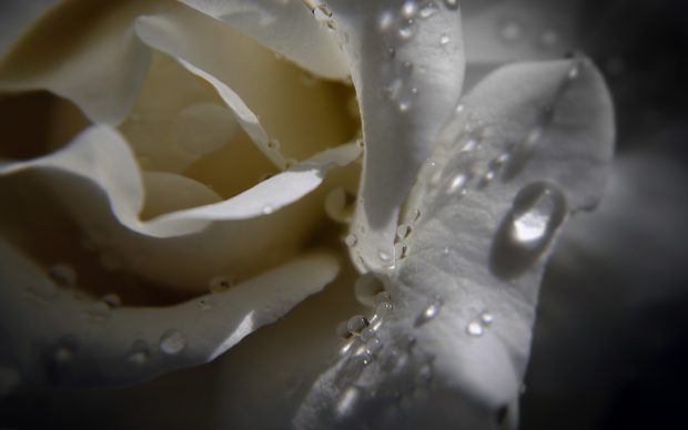 Awesome White Rose Macro Photos HD.