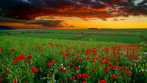 Beautiful Flower Field Nature HD Photos