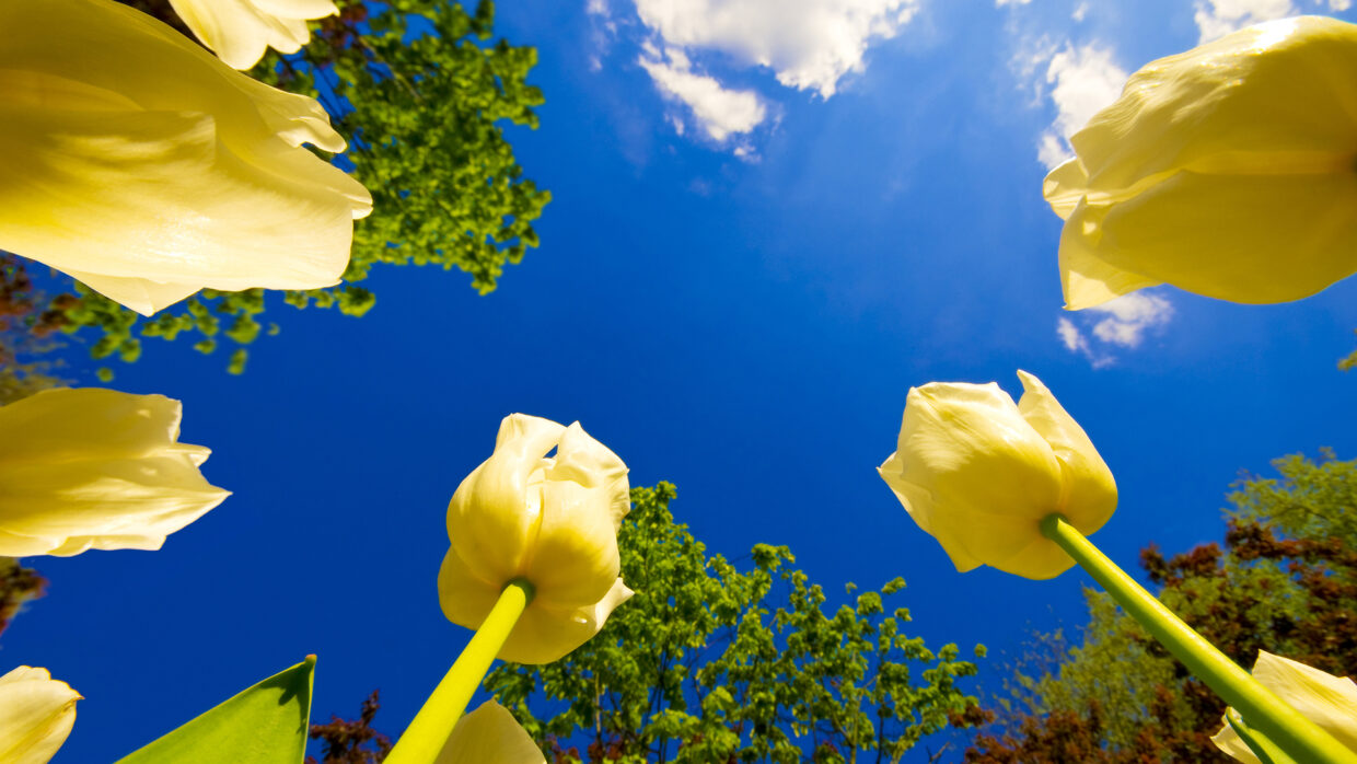 Beautiful Full HD Desktop Backgrounds - PixelsTalk