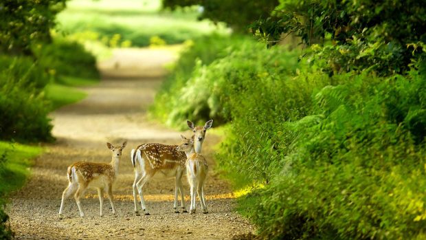 Beautiful baby deer pictures hd 1080p 1920x1080 desktop.