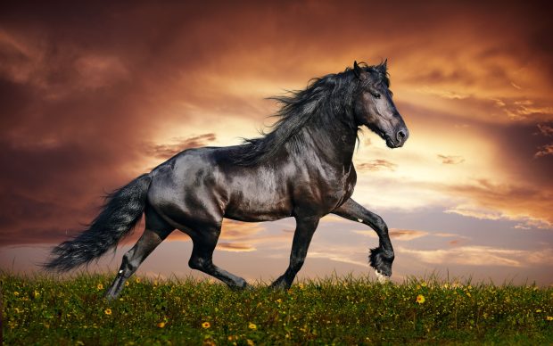 Black Horse Background.