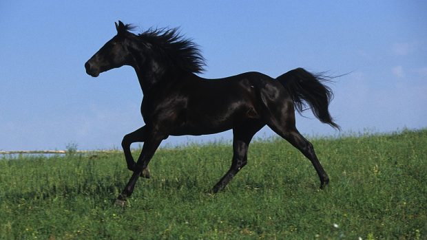 Black Horse Backgrounds.