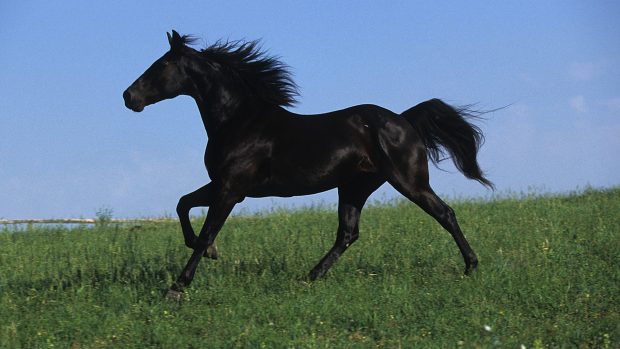 Black Horse Backgrounds.