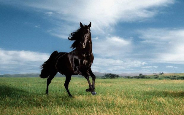 Black Horse Desktop Background.