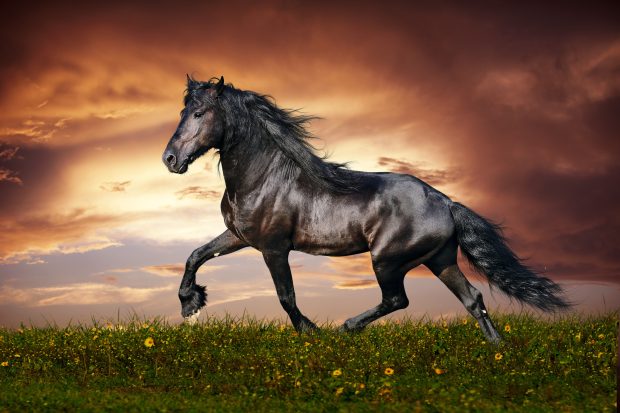 Black Horse Desktop Backgrounds.