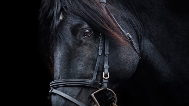 Black Horse Desktop Wallpaper.