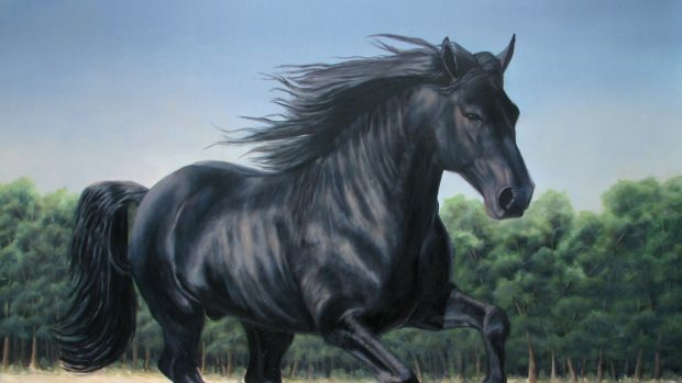 Black Horse Desktop Wallpapers.