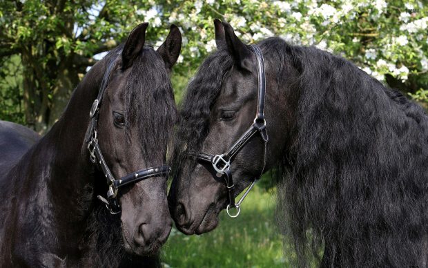 Black Horse HD Background.