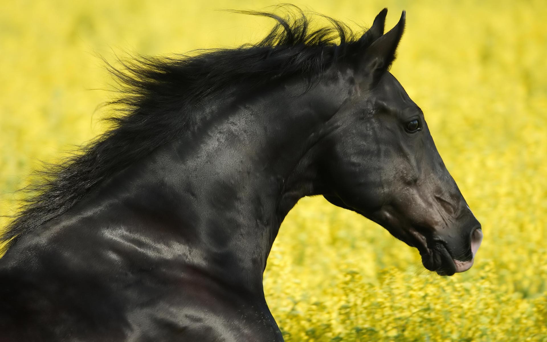 Black Horse HD Backgrounds 