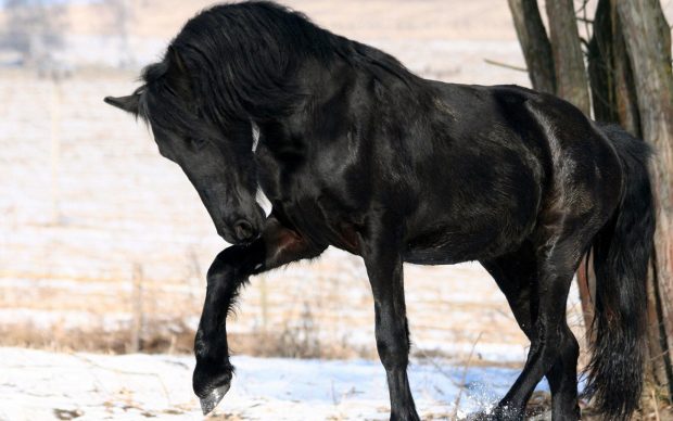 Black Horse HD Pictures.