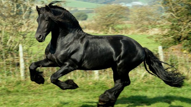 Black Horse HD Wallpapers.