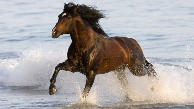 Black Horse Image Download Free.