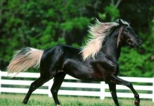 Black Horse Image Free Download.