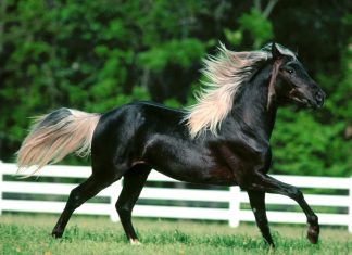 Black Horse Image Free Download.