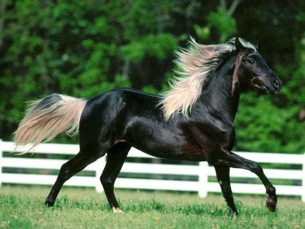 Black Horse Image Free Download.