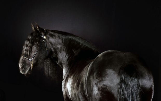 Black Horse Image HD.