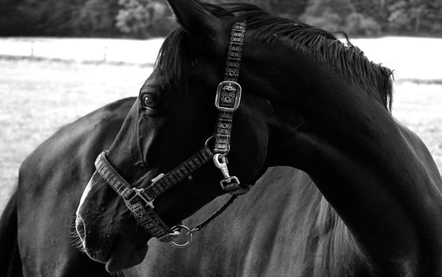 Black Horse Images.