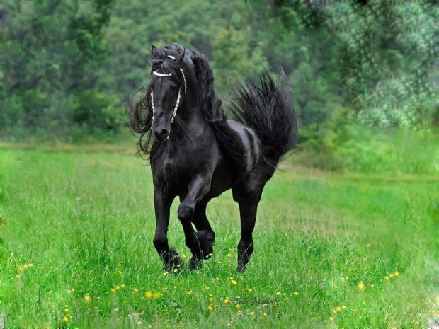 Black Horse Images HD.
