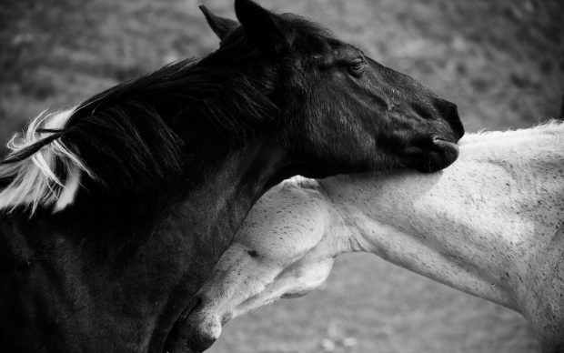 Black Horse Photo.