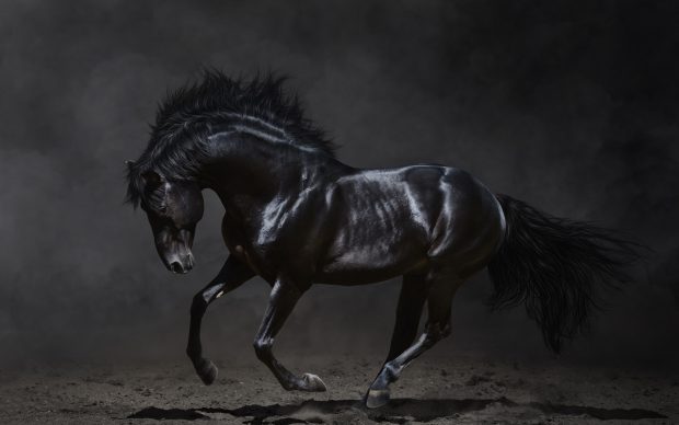 Black Horse Photo Free Download.