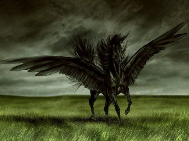 Black Horse Photo HD.