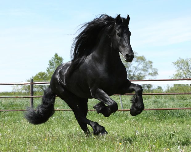 Black Horse Picture Download Free.