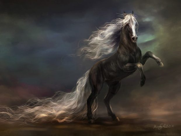 Black Horse Picture Free Download.
